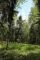 Коттеджный поселок «Комплекс землевладений «Лесные усадьбы»» | Фото 2